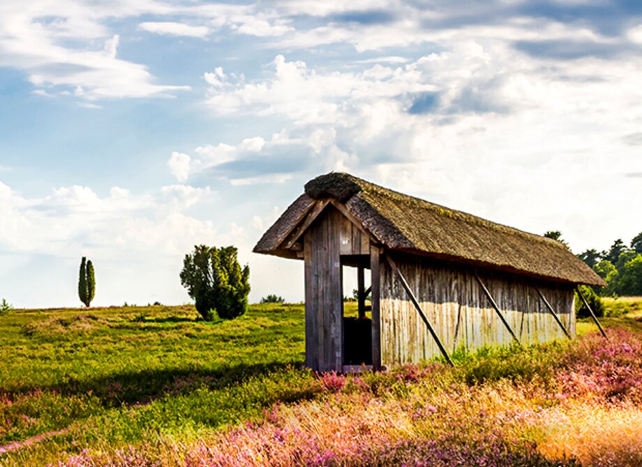 Eine Holzhütte auf einer Wiese mit Wäldern im Freien.