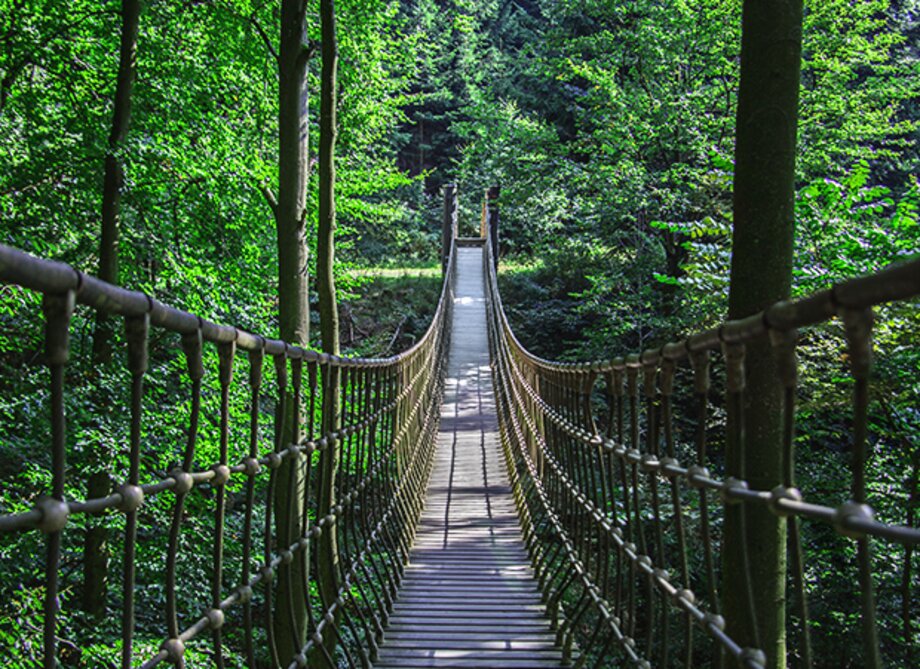 Eine Hängebrücke steht in einem dicht bewachsenen Wald.