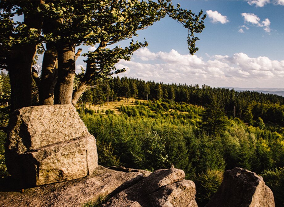 Ein Blick von einer Mauer eines Aussichtspunktes auf die grünen Wälder.