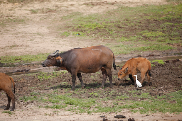 Wasserbüffel mit Jungtier auf einer Wise und grasen.