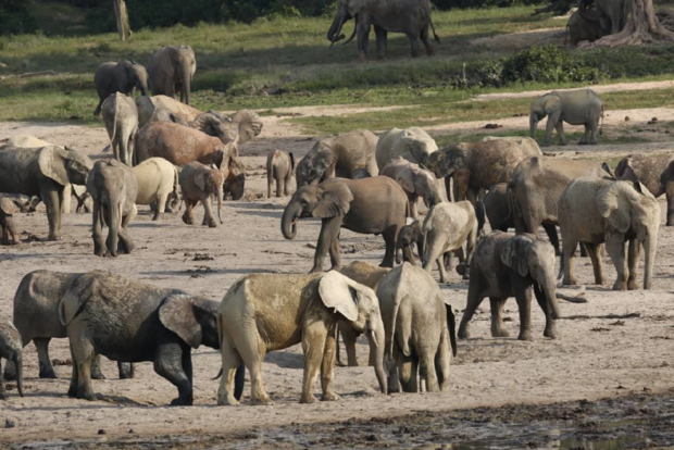 Gemischte Elefantenherde.