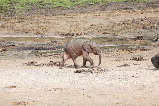 Elefantenbaby läuft auf erdigen Boden.