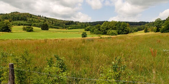 Grüne Wiesen mit Bäumen und bewaldeten Hügeln unter bewölktem Himmel.