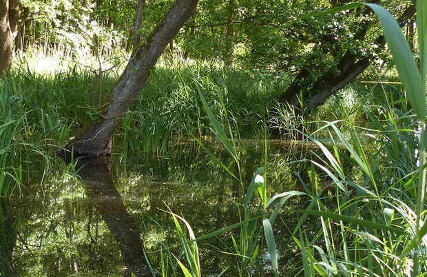 Kleiner Teich im Wald mit grünem Schilf und Bäumen, die sich im Wasser spiegeln.