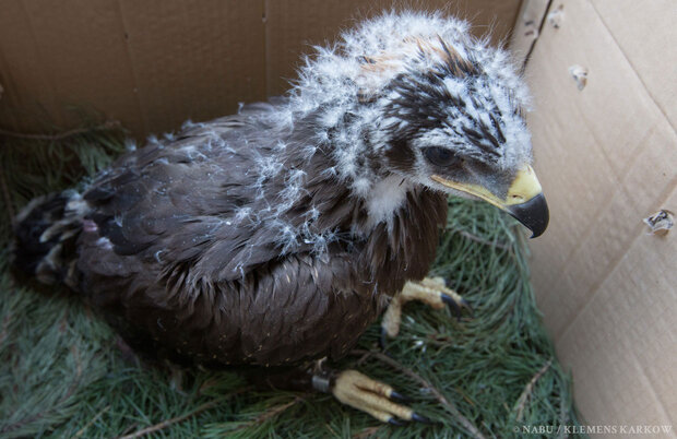 Jungadler mit braunem Gefieder und weiß gesprenkeltem Kopf sitzt in einem Karton mit Tannenzweigen.