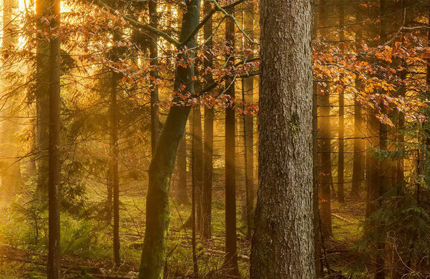 Herbstwald mit Sonnenlicht, das durch Bäume und orangefarbene Blätter scheint.