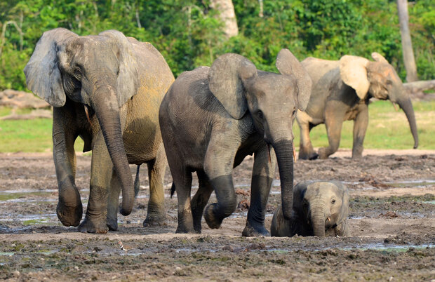 Vier Elefanten, darunter ein Junges, laufen durch schlammiges Gelände in einem grünen Waldgebiet.