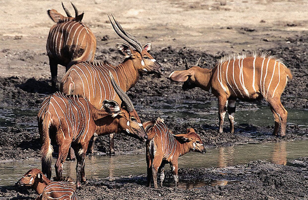 Eine Gruppe von vier Antilopen stehen in einem schmalen Fluss.
