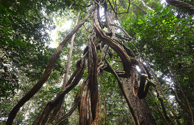 Verwobene Lianen im dichten tropischen Regenwald mit Licht das durch das Blätterdach scheint
