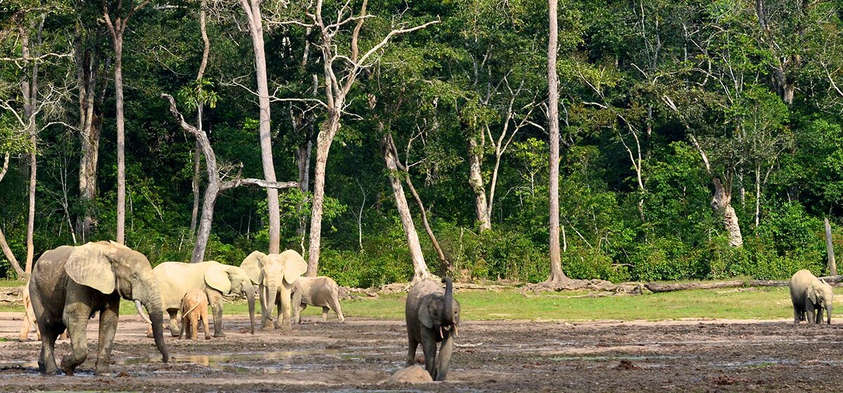 Elefanten stehen vor dem Regenwald auf einer Lichtung. Eines der Elefanten hebt seinen Rüssel.
