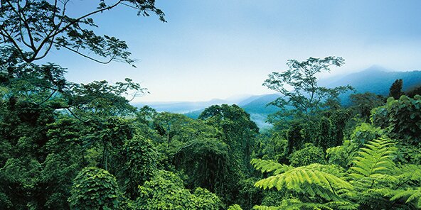 Blick auf dichten tropischen Regenwald mit verschiedenen grünen Pflanzen und Bäumen unter blauem Himmel.