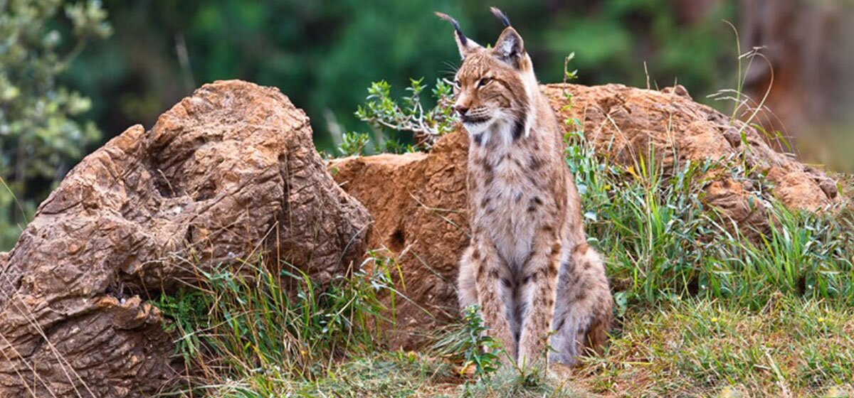 Luchs sitzt aufmerksam vor Felsen und Gras in natürlicher Umgebung.