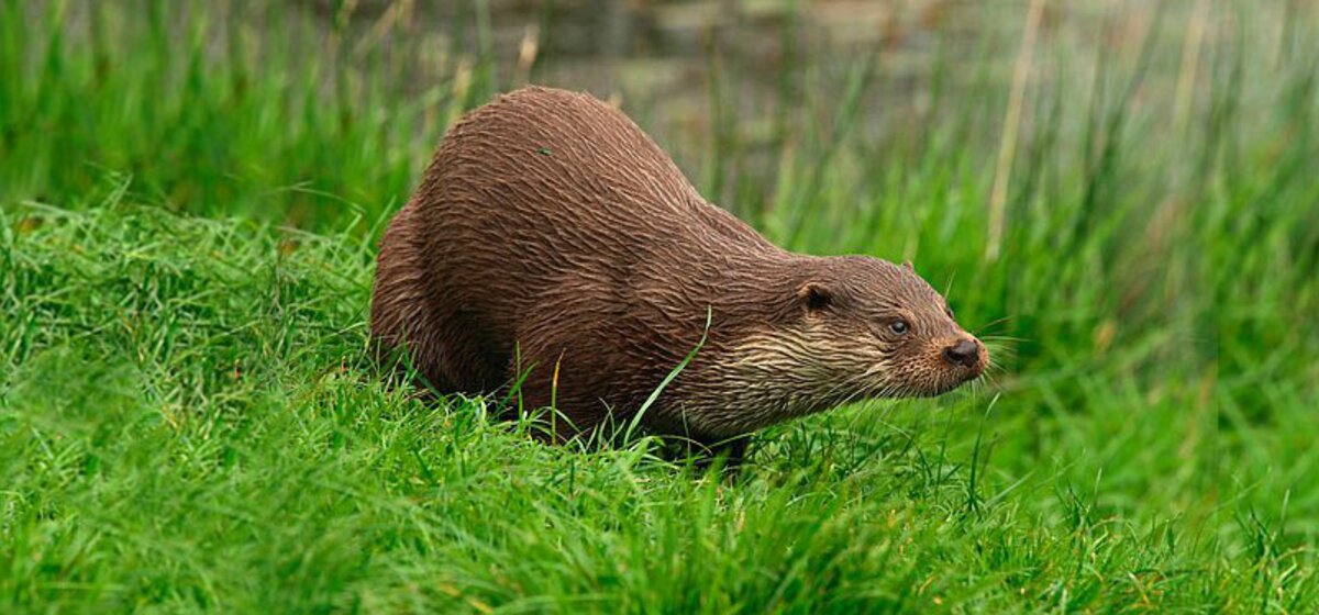 Otter schleicht durch hellgrünes Gras.