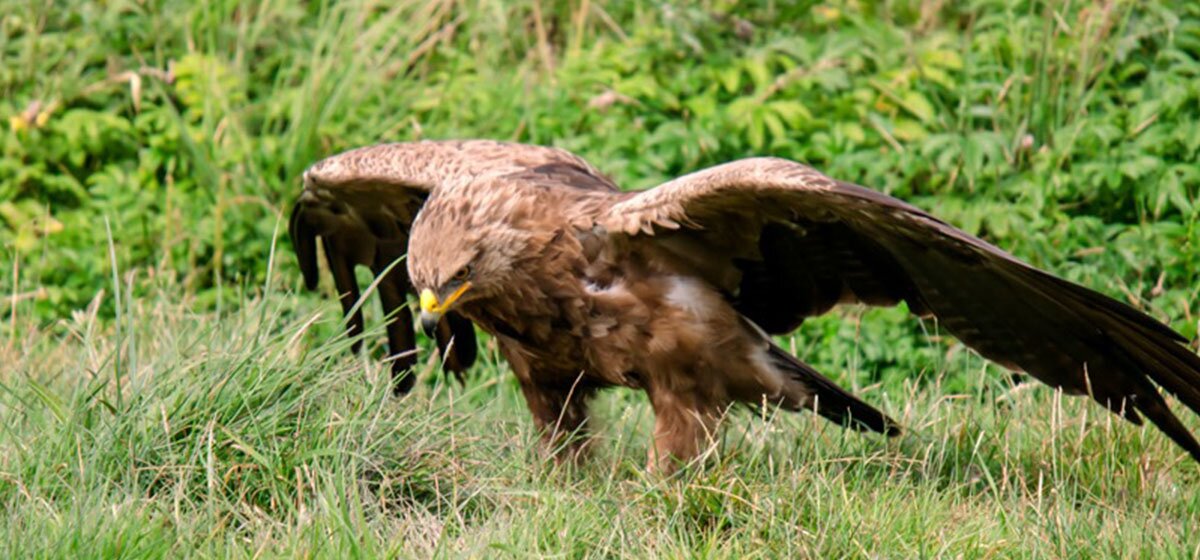 Schreiadler mit hellbraunem gefieder und ausgebreiteten Flügeln landet auf grünem Gras vor dichtem Gebüsch.