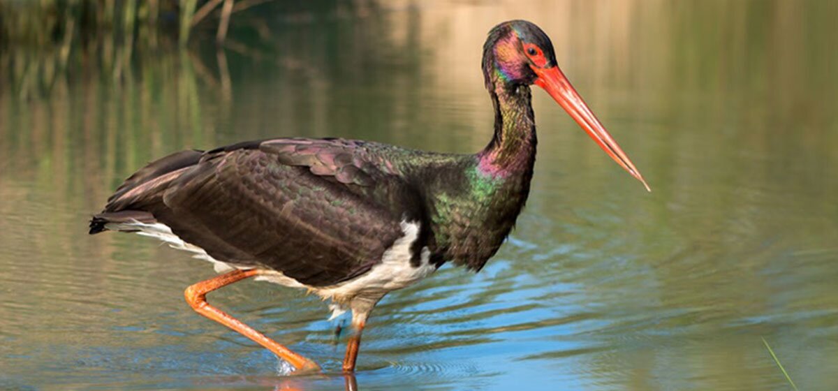 Schwarzstorch mit schwarzem Gefieder und rotem Schnabel watet im flachen Wasser.
