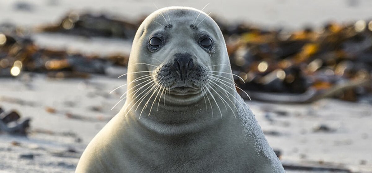Junger Seehund mit nassem Fell sitzt am Strand vor Algen und Sand.
