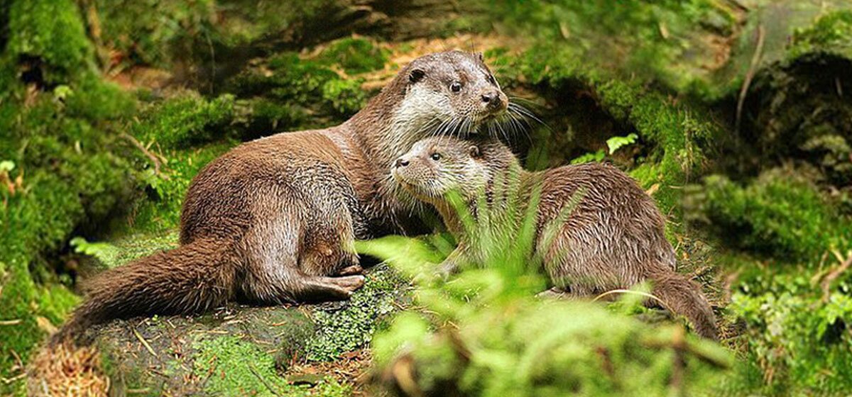 Zwei Otter liegen eng aneinander auf moosbedecktem Boden im Wald.